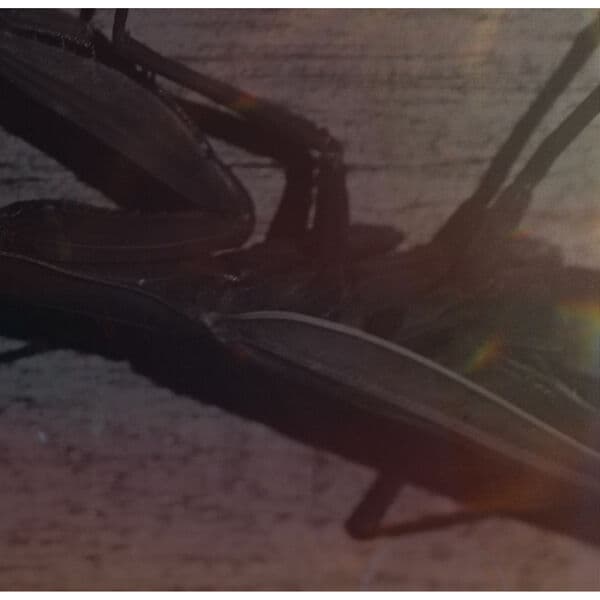 Arcade-Eye_Of_Grace-_CVT007_-24BIT-WEB-FLAC-2026-BABAS